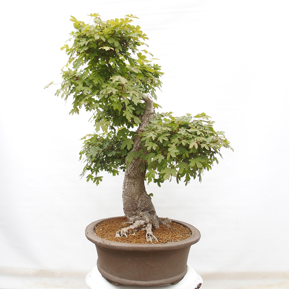 Bonsai zewnętrzne - Klon Francuski - Acer Nonspessulanum