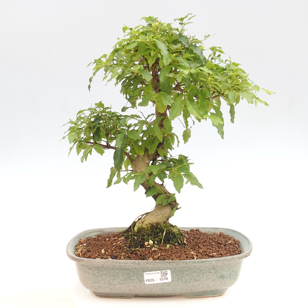 Pokój bonsai - Ligustrum chinensis - Dziób ptaka