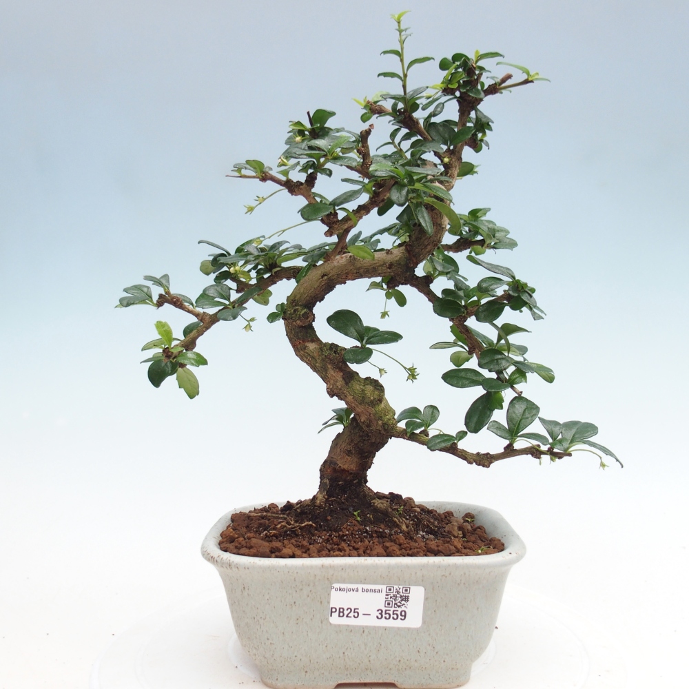 Bonsai pokojowe - Carmona macrophylla - Tea fuki
