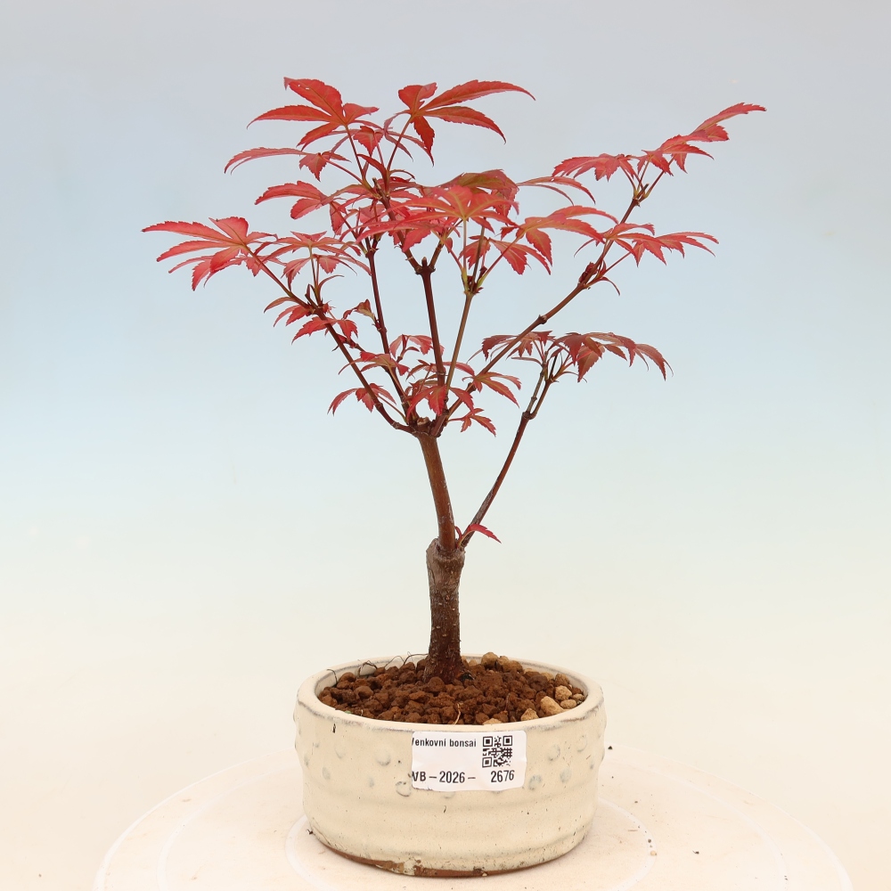 Bonsai na zewnątrz - Palma Acer. Atropurpureum-Javor palmate
