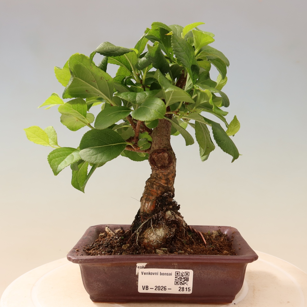 Bonsai zewnętrzne - Celastrus orbiculatus