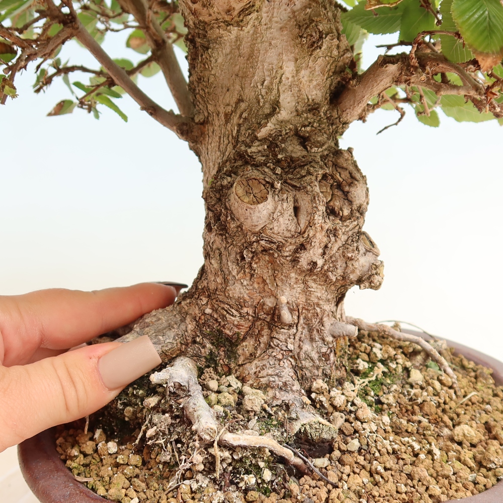 Outdoor bonsai - Carpinus CARPINOIDES - grab koreański