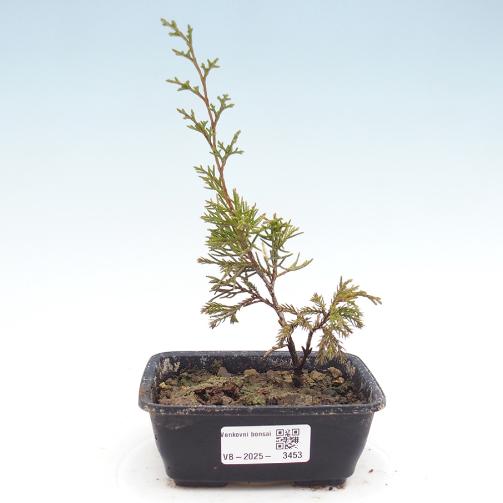 Outdoor bonsai - Juniperus chinensis Itoigawa - Jałowiec chiński