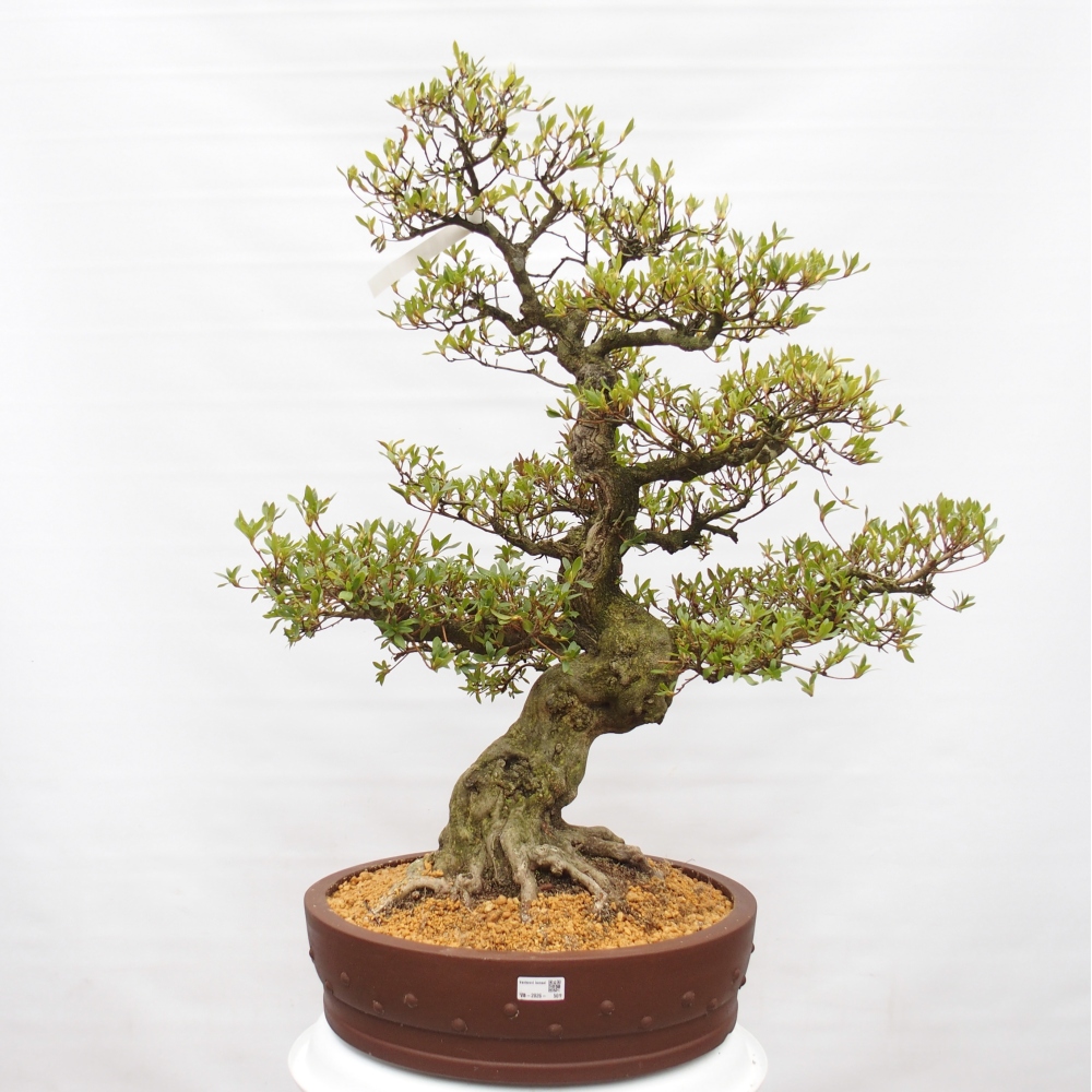 Bonsai zewnętrzne - Azalia japońska - Azalia Kotobukietsu