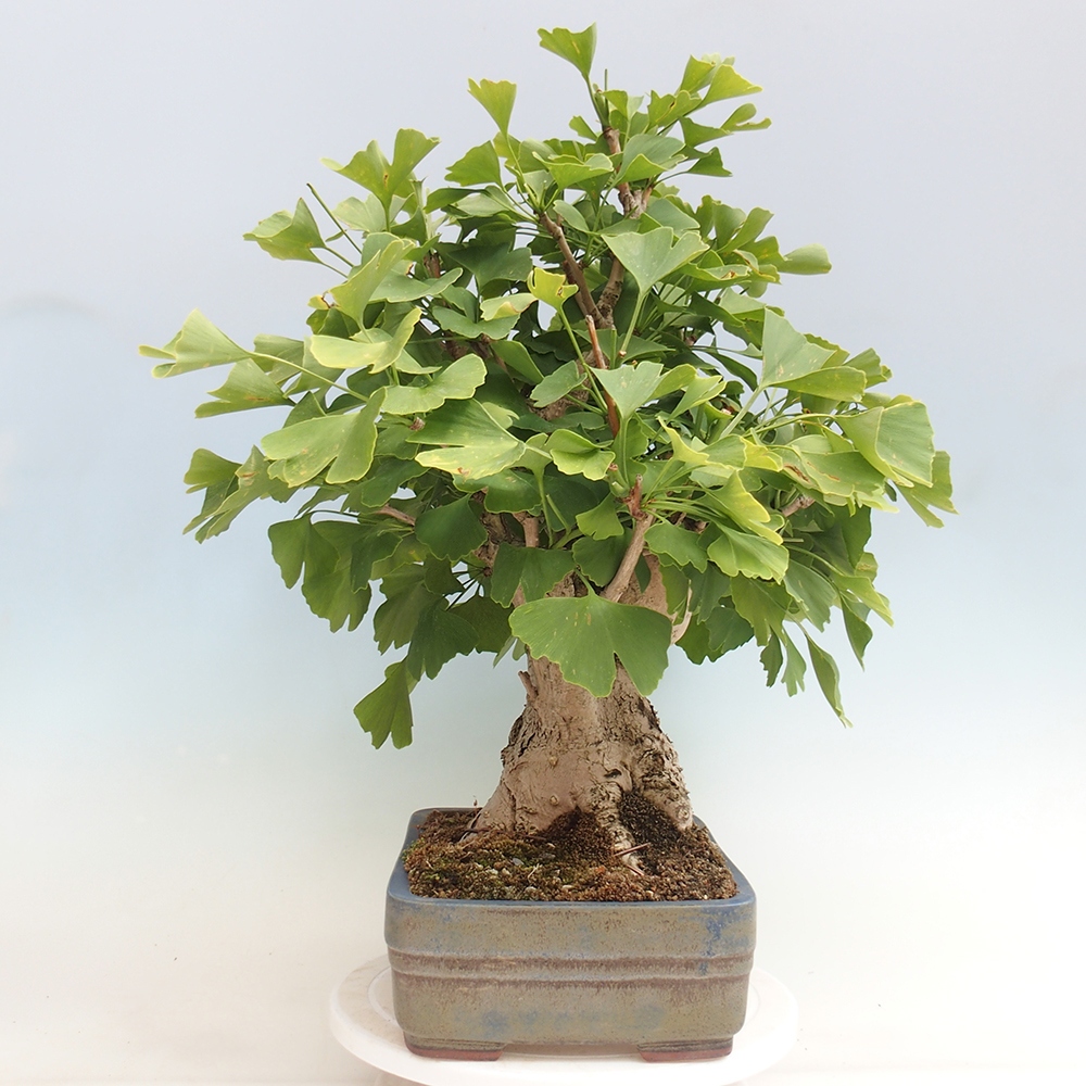 Outdoor bonsai - Jinan biloba - Ginkgo biloba