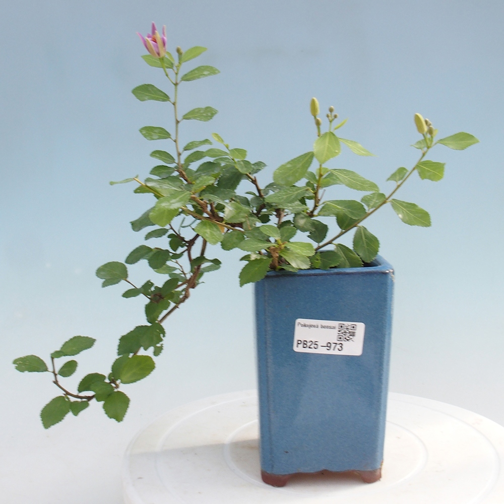 Kryty bonsai - Grewia occidentalis - Lawendowa gwiazda