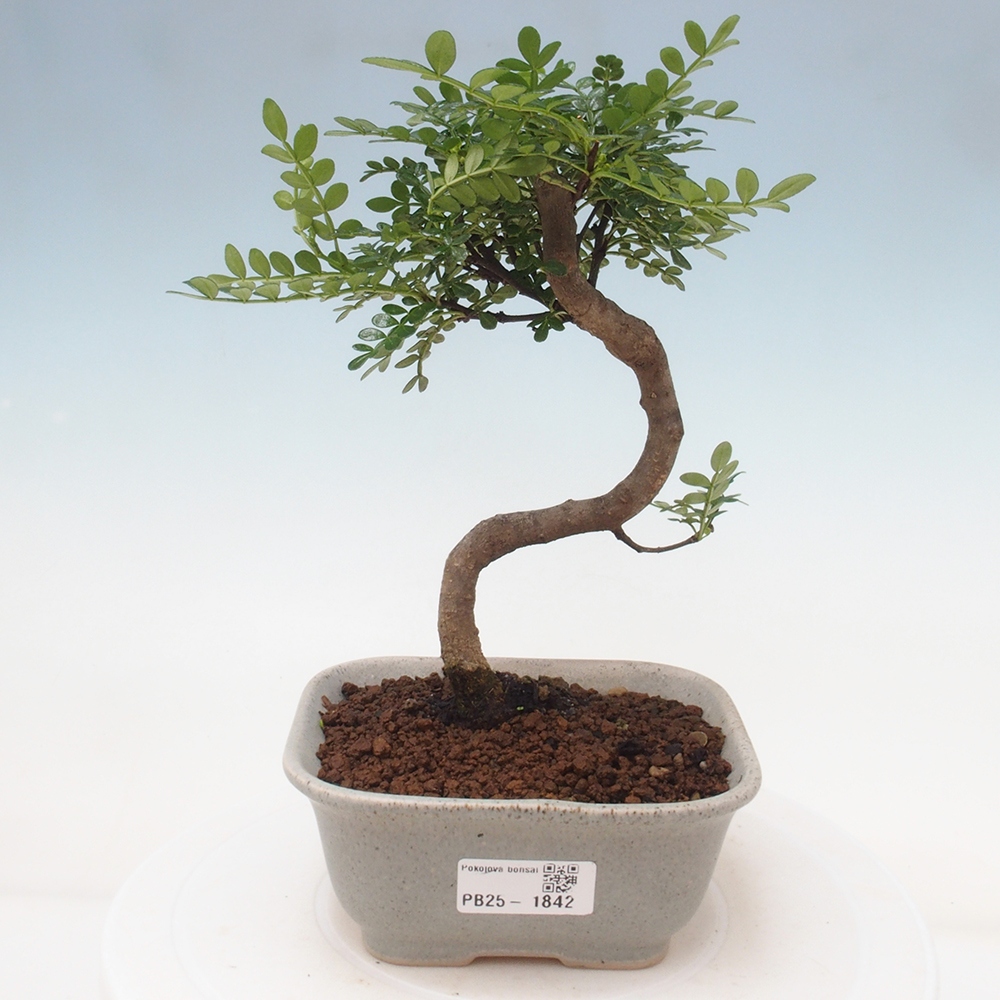 Kryty bonsai - Zantoxylum piperitum - Mięta pieprzowa