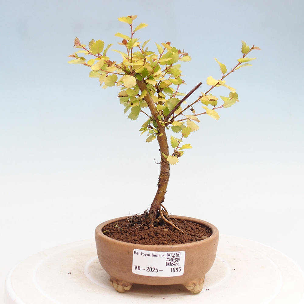 Bonsai zewnętrzne - brzoza karłowata - Betula NANA Treasure