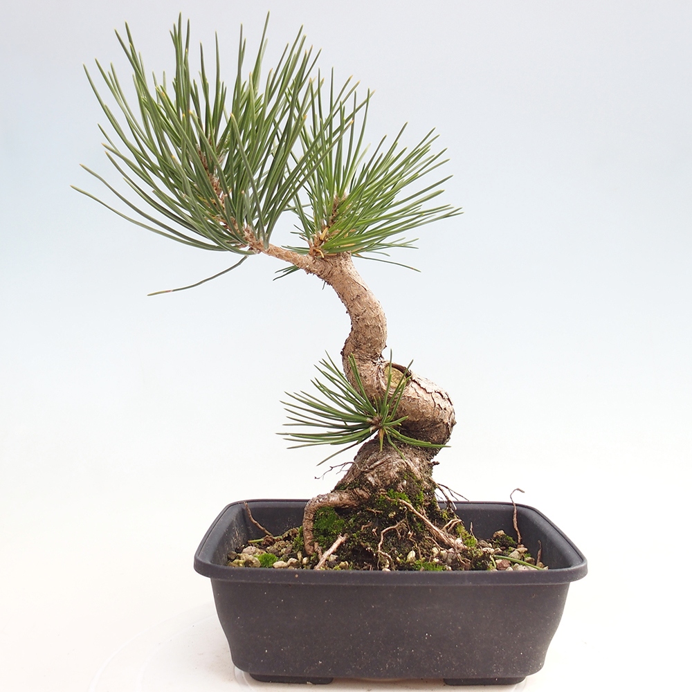 Outdoor bonsai - Pinus thunbergii - sosna Thunberga