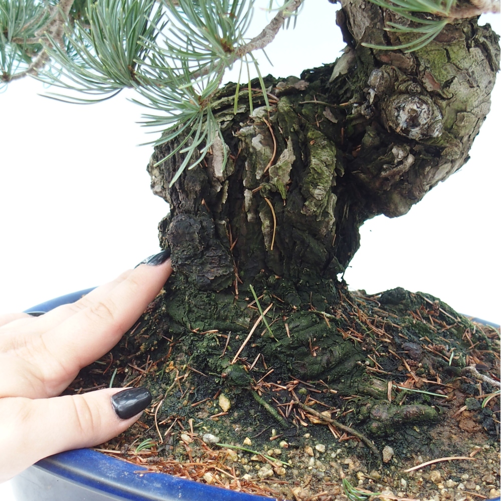 Outdoor bonsai - Pinus parviflora - Mała sosna