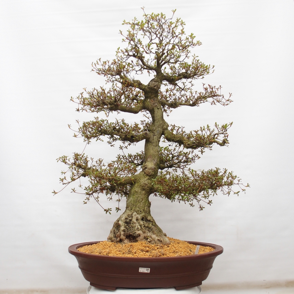 Bonsai zewnętrzne - Azalia japońska - Azalia Kinu-no-Hikari