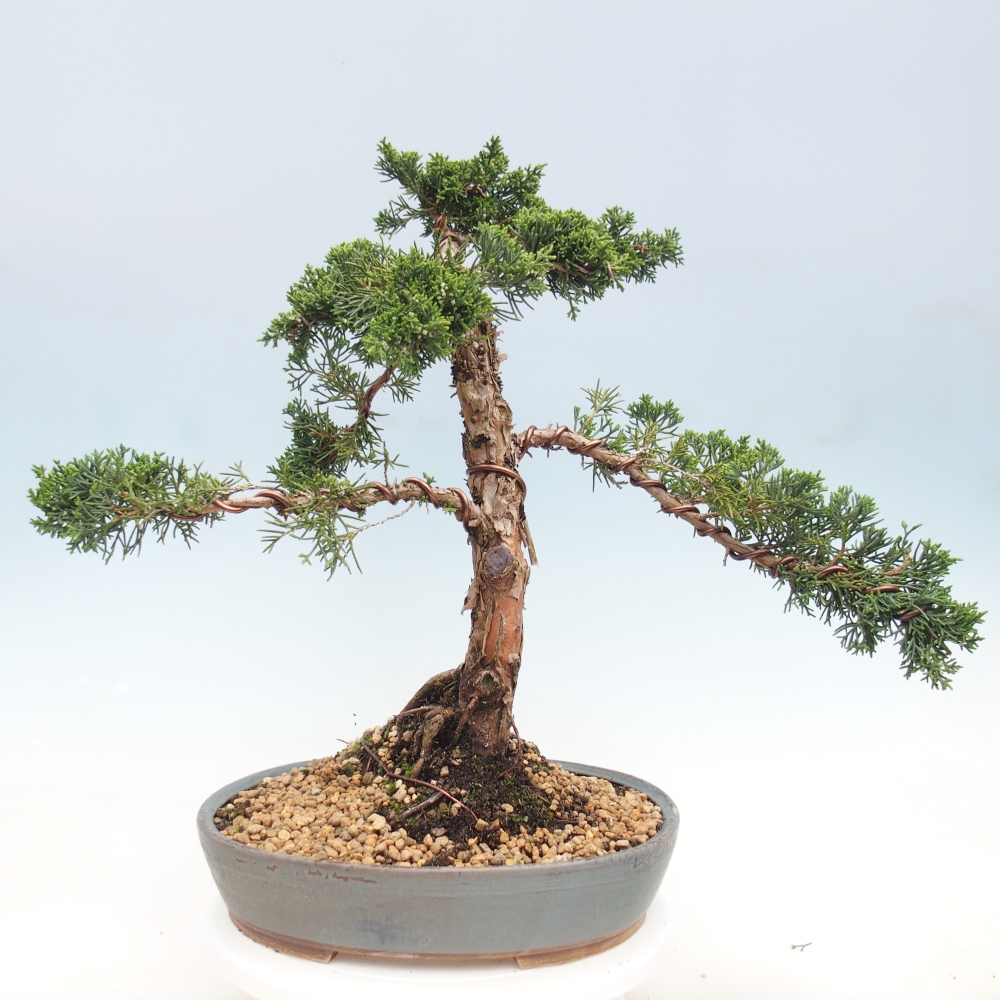 Outdoor bonsai - Juniperus chinensis Kishu - chiński jałowiec