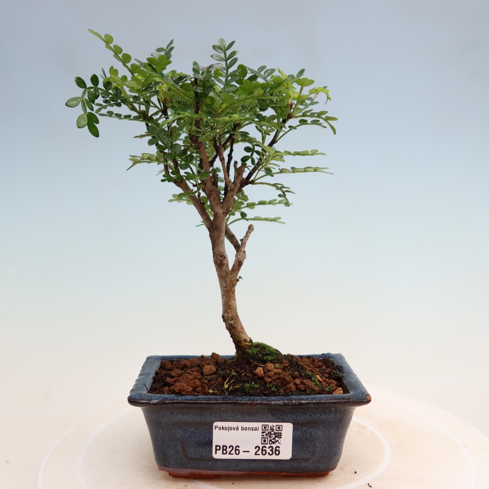 Pokój bonsai - Zantoxylum piperitum - drzewo pieprzowe