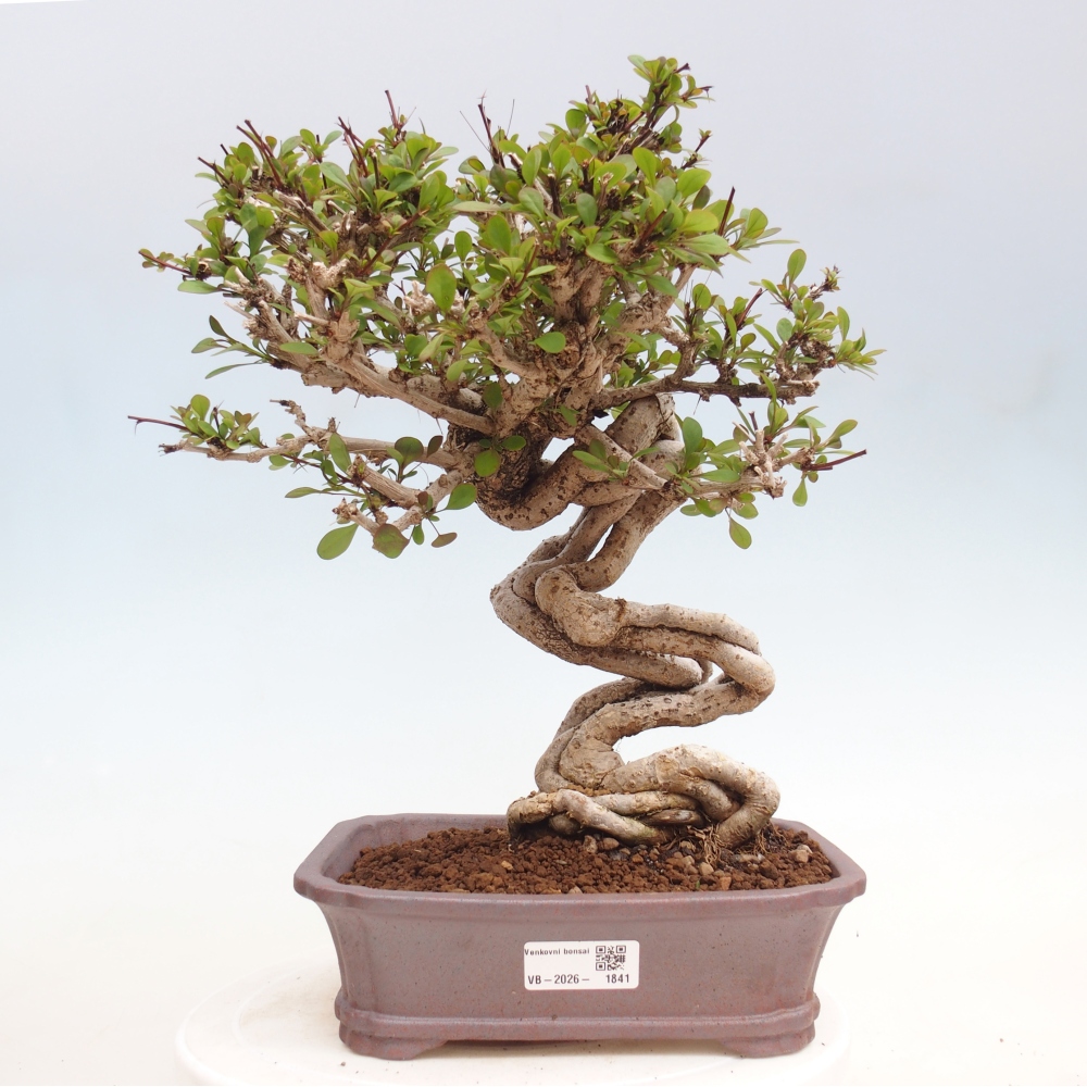 Bonsai zewnętrzne - Berberis coreana