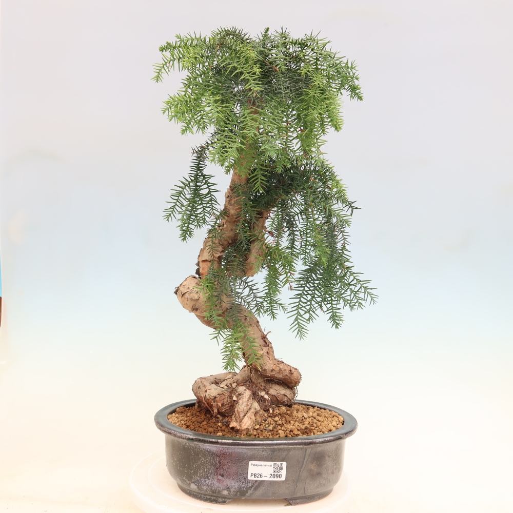 Bonsai domowe – araukaria – domowa sosenka