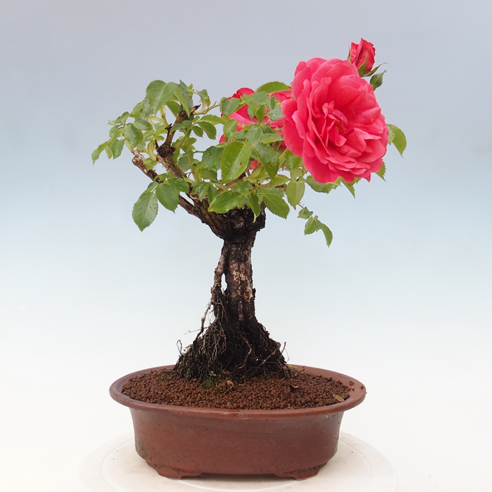 Bonsai na zewnątrz - Rosa Kordes - róża 