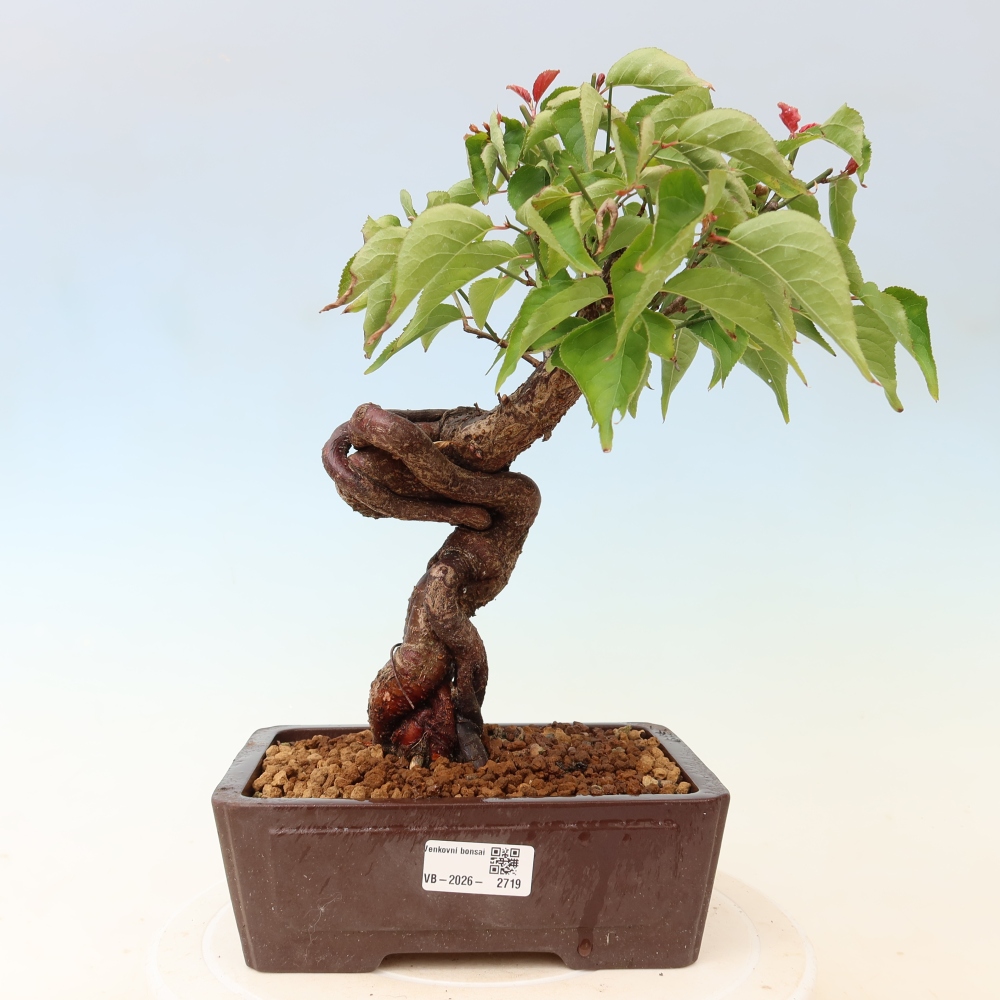 Bonsai ogrodowe – japońska śliwka – Prunus Mume