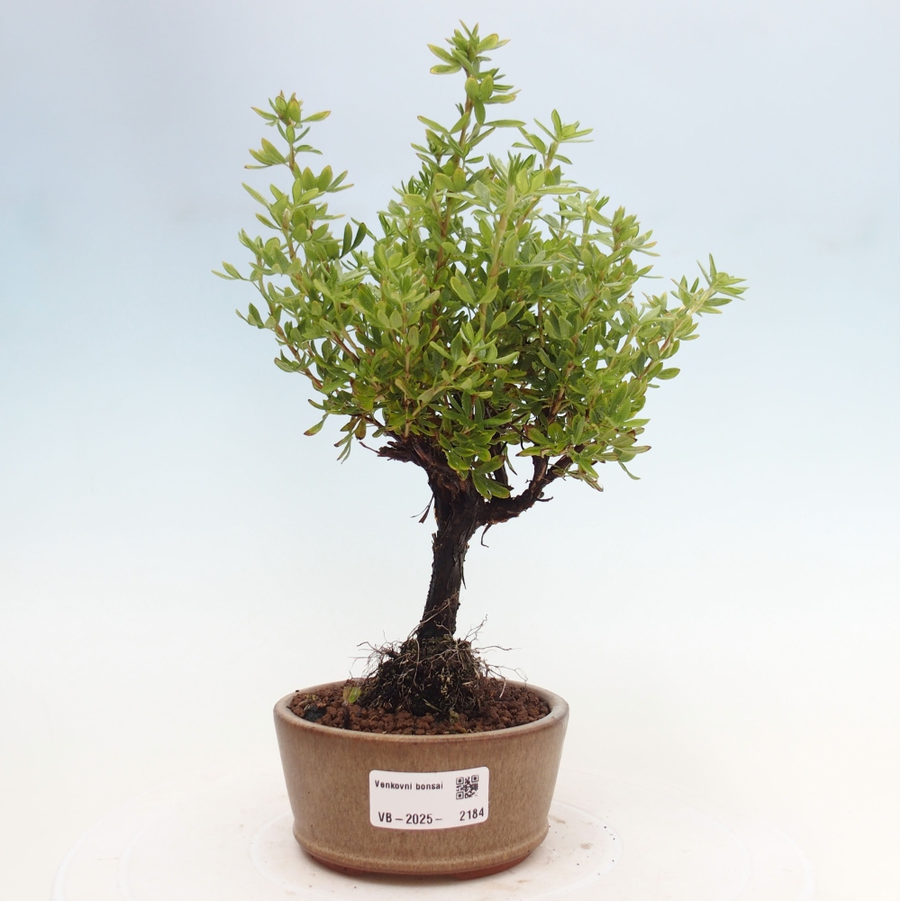 Outdoor bonsai-Pięciolistnik - Potentila fruticosa żółty Ptak