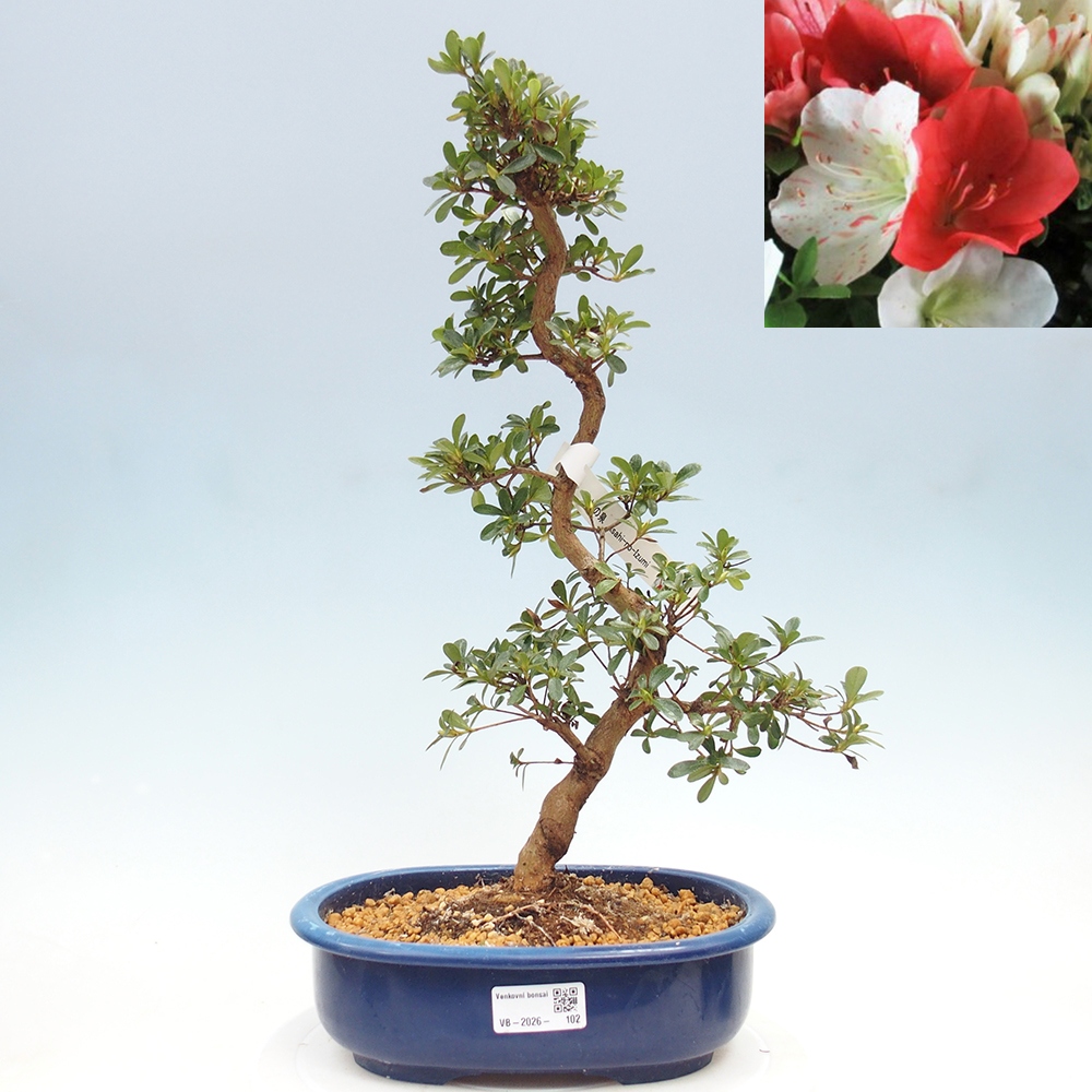 Bonsai zewnętrzne - Azalia japońska - Azalia Asahi-no-izumi