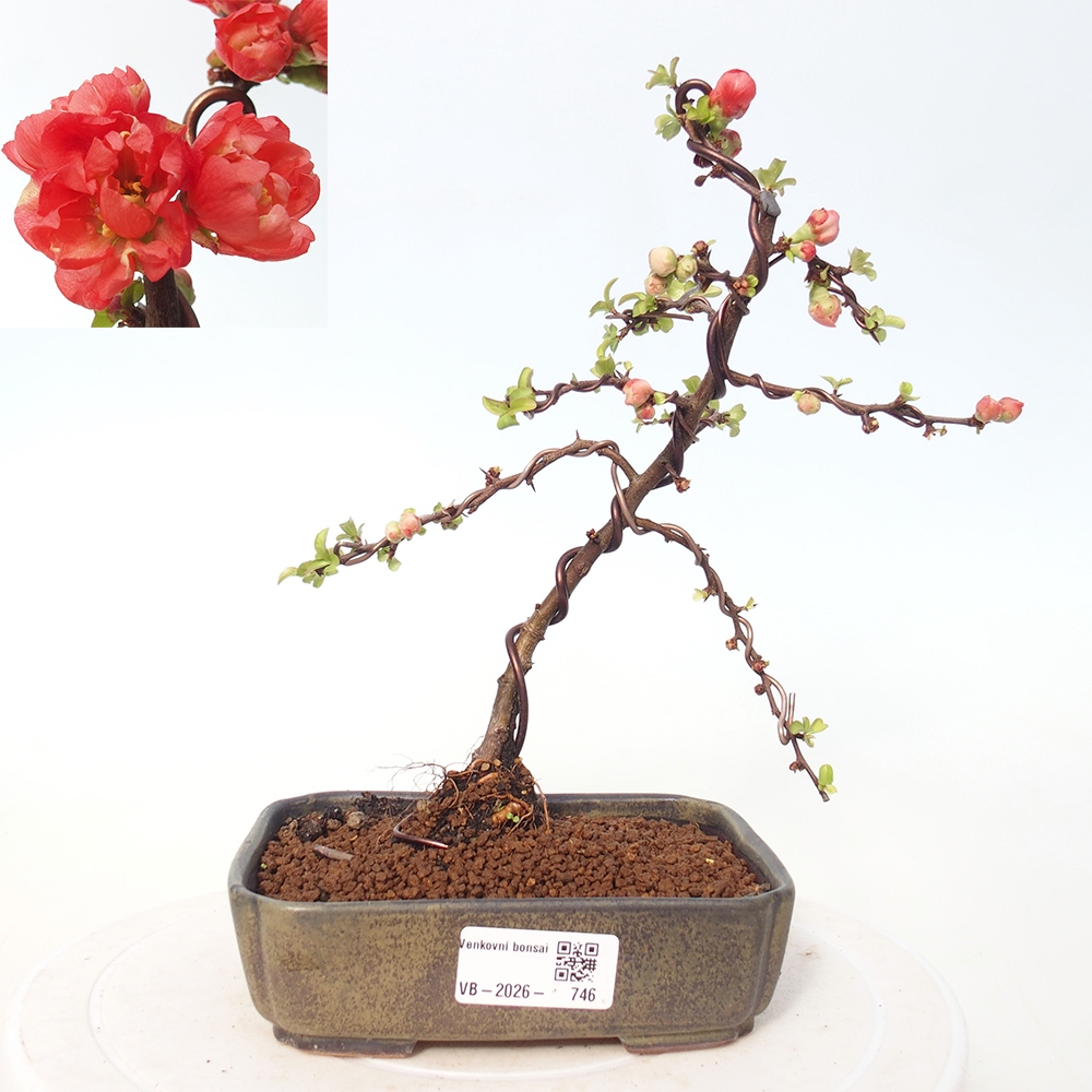 Outdoor bonsai - Chaneomeles s. Red Joy - Pigwa
