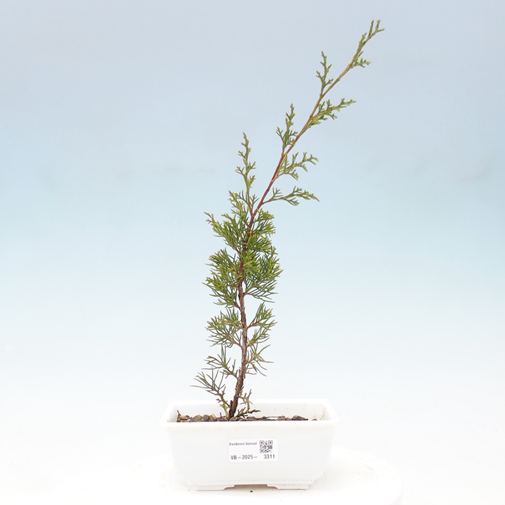 Outdoor bonsai - Juniperus chinensis Itoigawa - Jałowiec chiński