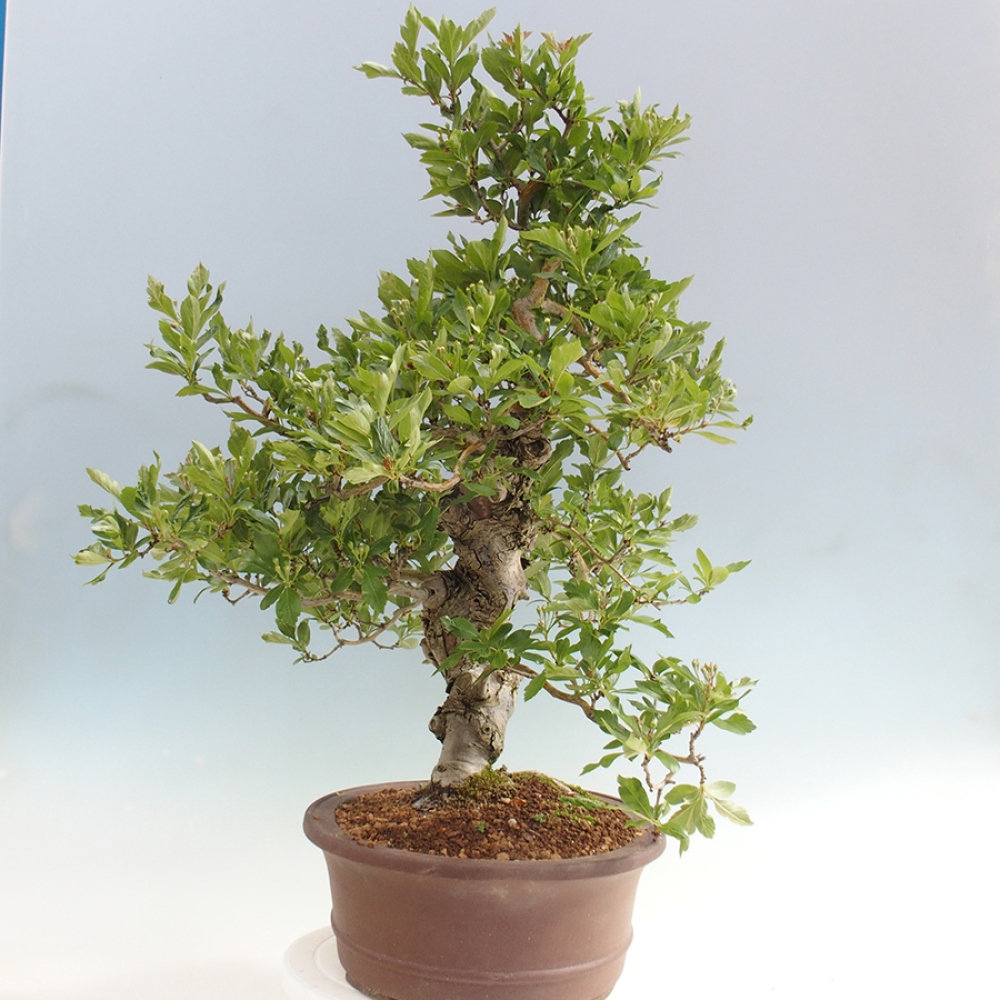 Outdoor bonsai - głóg - Crataegus cuneata