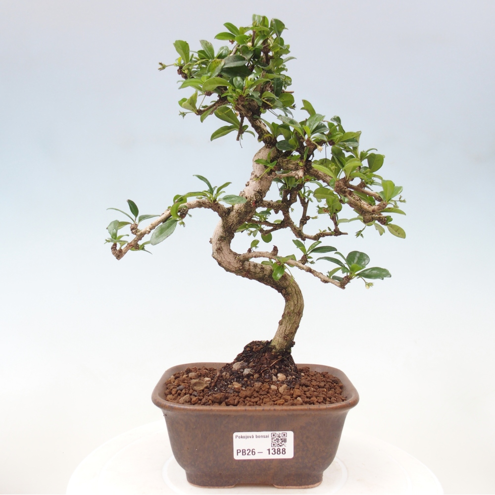 Bonsai pokojowe - Carmona macrophylla - Tea fuki
