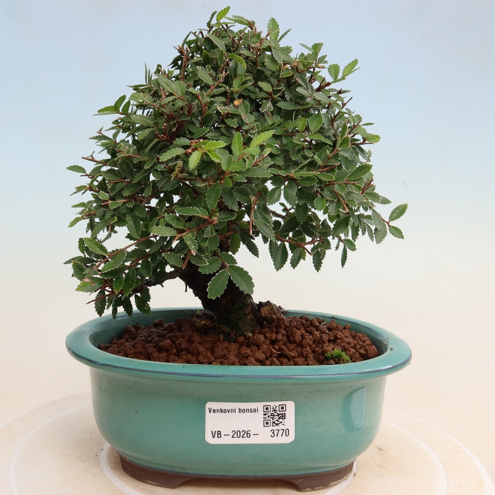 Bonsai zewnętrzne - Zelkova - Zelkova NIRE