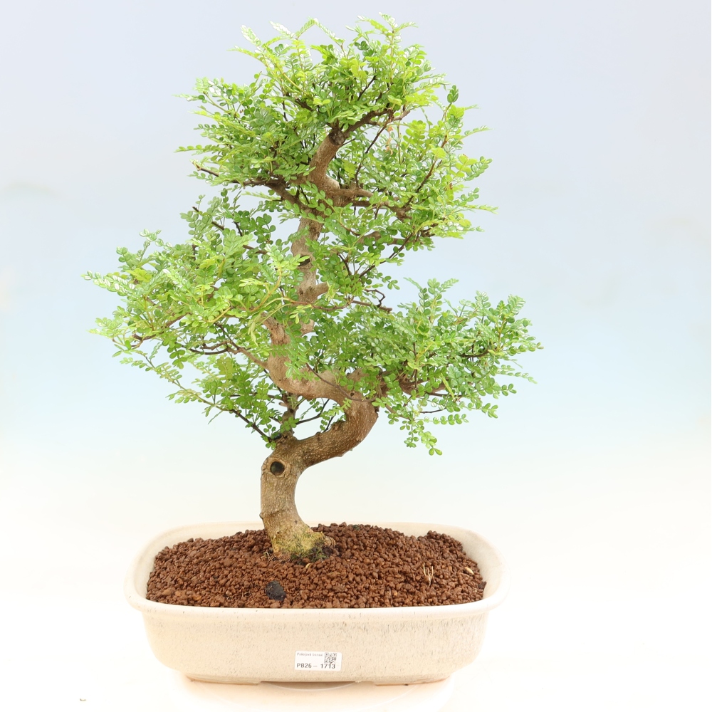 Pokój bonsai - Zantoxylum piperitum - drzewo pieprzowe