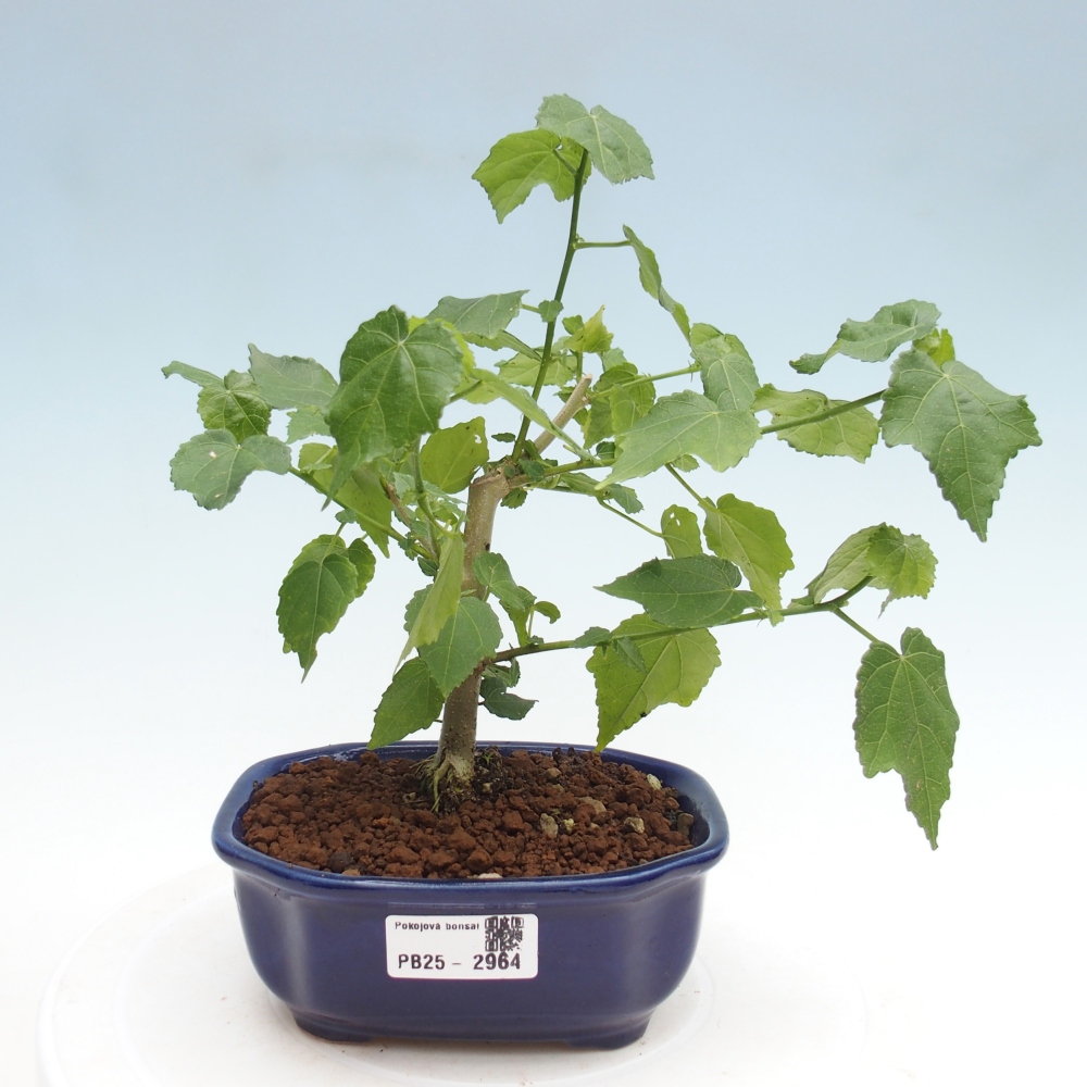 Kryte bonsai - Malvaviscus arboreus - hibiskus drzewny