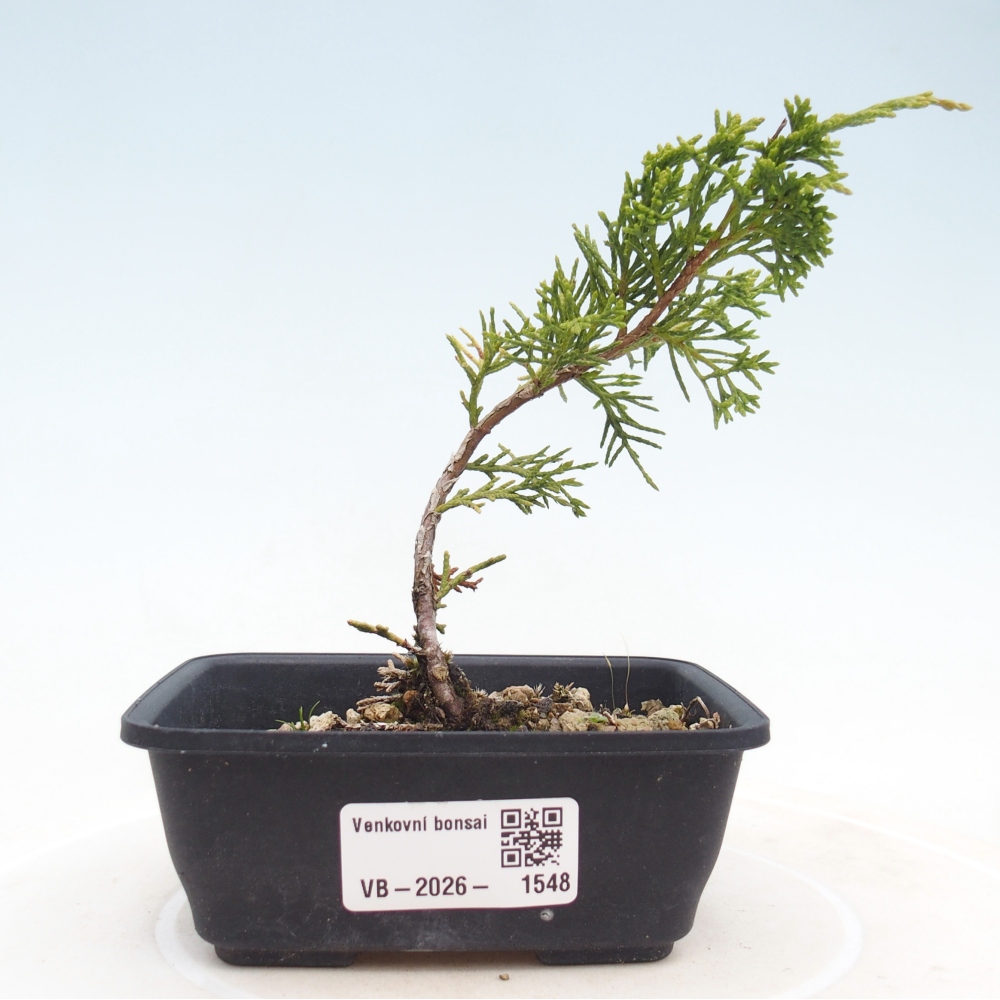 Outdoor bonsai - Juniperus chinensis Itoigawa
