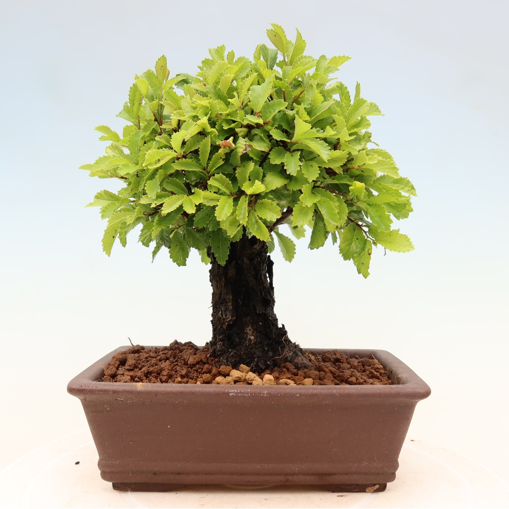 Bonsai zewnętrzne - Zelkova - Zelkova NIRE