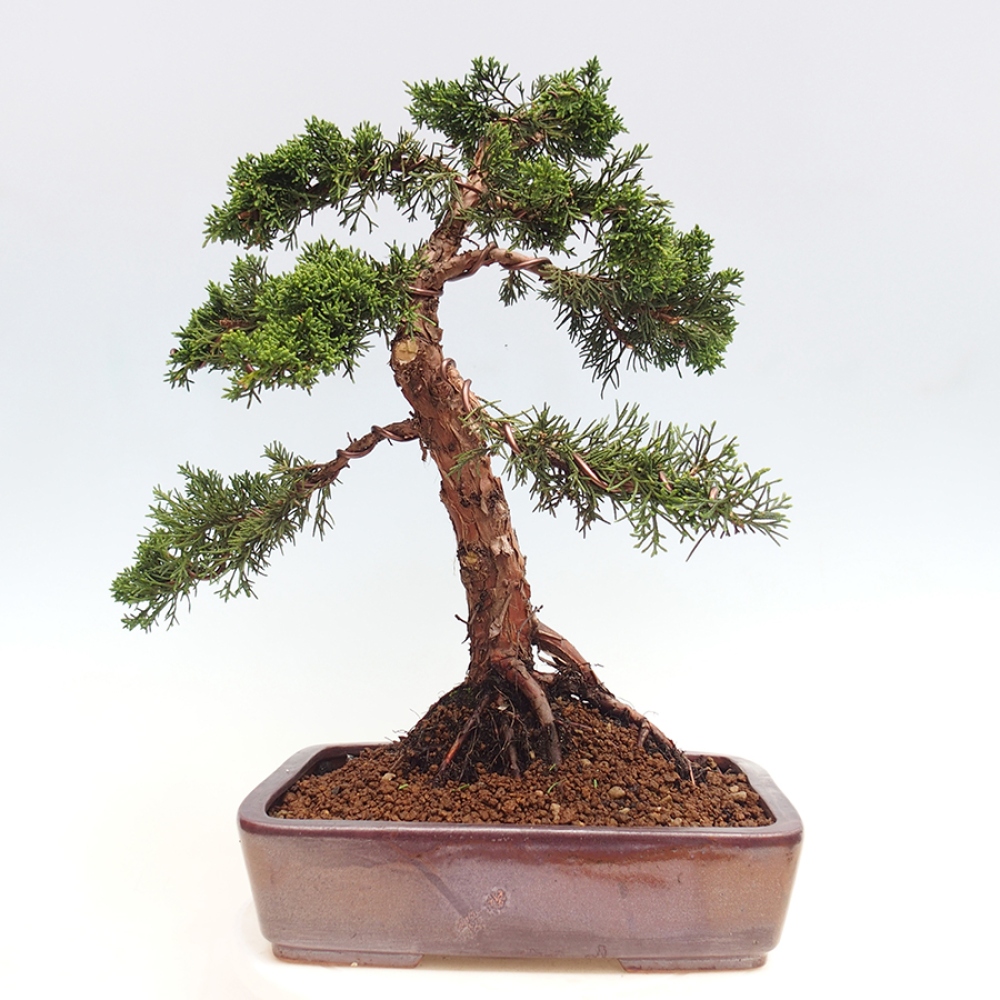 Outdoor bonsai - Juniperus chinensis Kishu - chiński jałowiec
