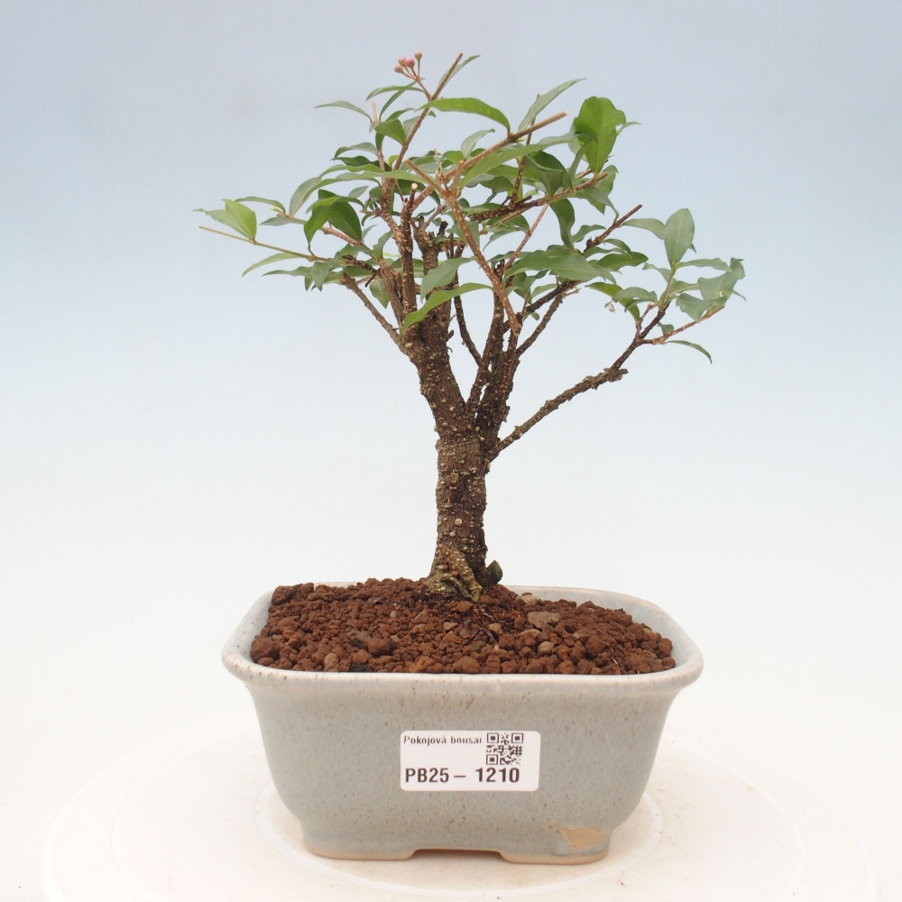 Bonsai pokojowe - Malpighia coccigera - Wiśnia Barbdorska