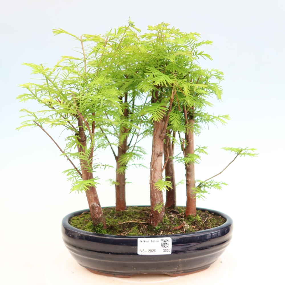 Bonsai ogrodowe – Metasequoia glyptostroboides – metasekwoja chińska – zagajnik