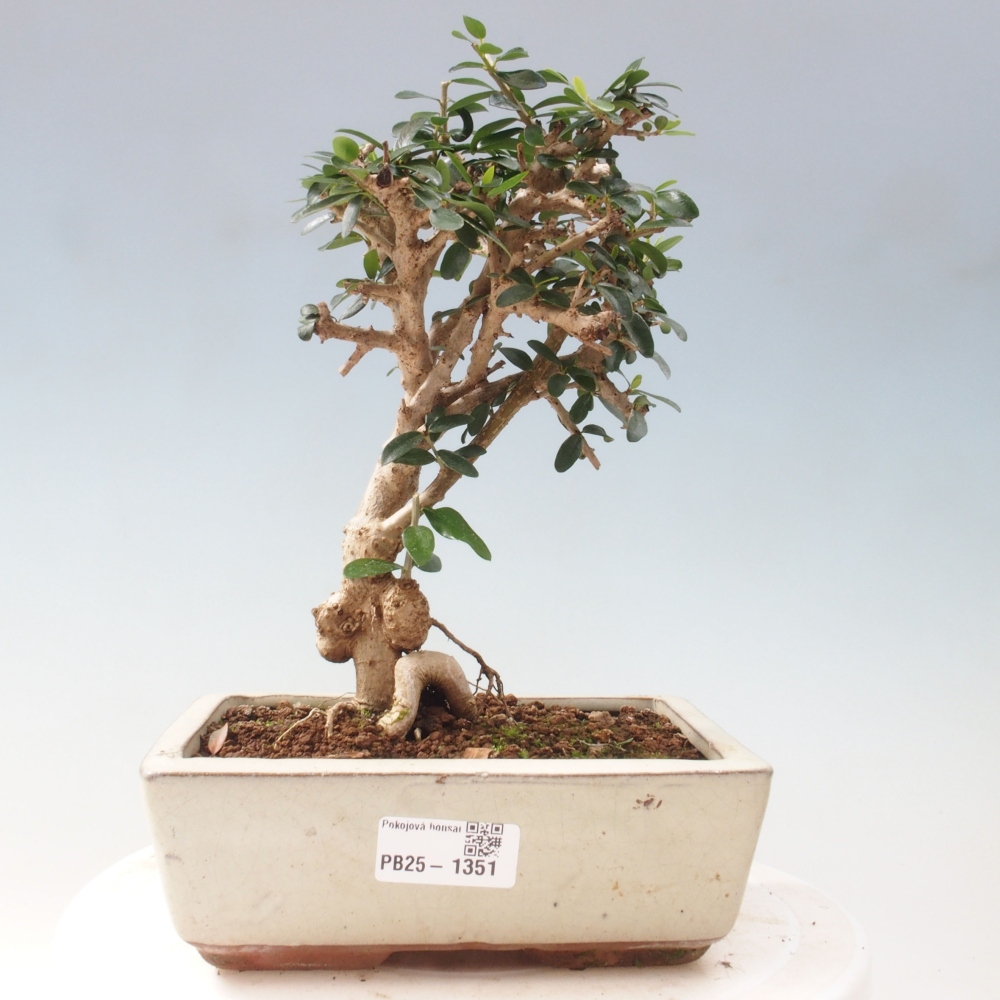 Kryte bonsai - Olea europaea sylvestris - Europejska oliwa z małych liści