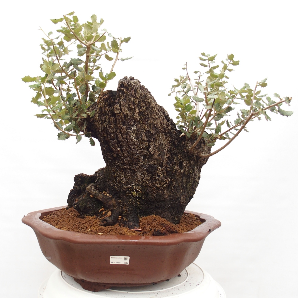 Yamadori - Quercus Ilex - Dąb ostrokrzewowy