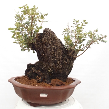 Bonsai zewntrzne Quercus Cerris - Db Cer - e-bonsai.biz