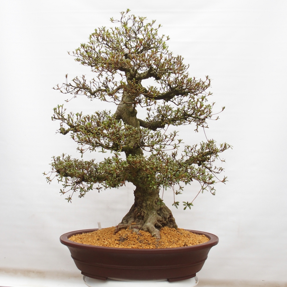 Bonsai zewnętrzne - Azalia japońska - Azalia Kinu-no-Hikari