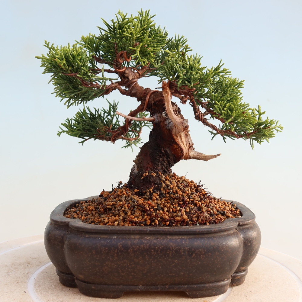 Outdoor bonsai - Juniperus chinensis Itoigawa - Jałowiec chiński