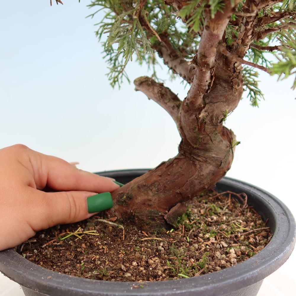 Bonsai ogrodowe – Juniperus chinensis Itoigawa – jałowiec chiński