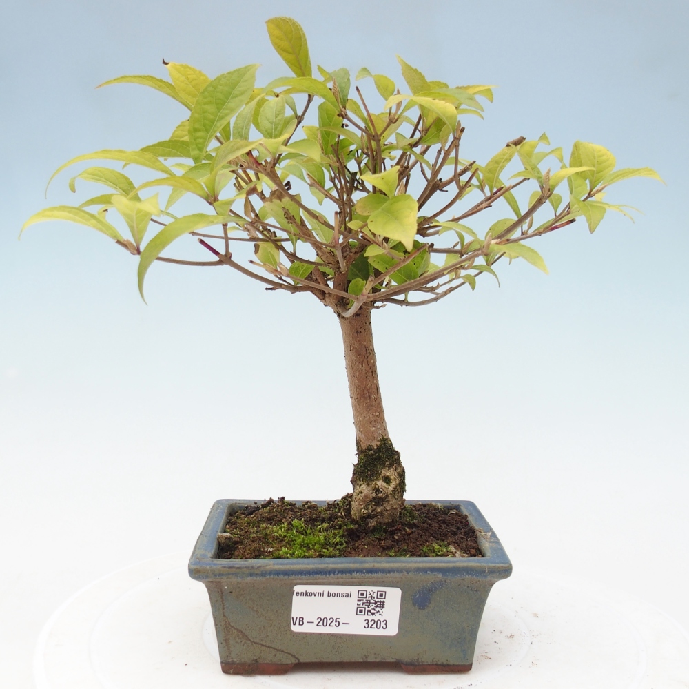 Outdoor bonsai - callicarpa jap Leucocarpa