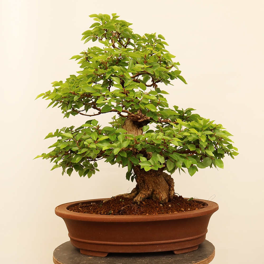 Bonsai plenerowe - Carpinus Coreana - grab koreański