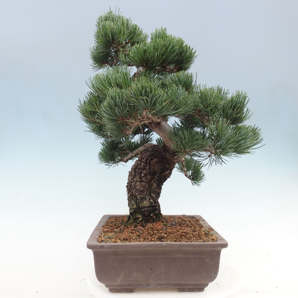 Outdoor bonsai - Pinus parviflora - Mała sosna