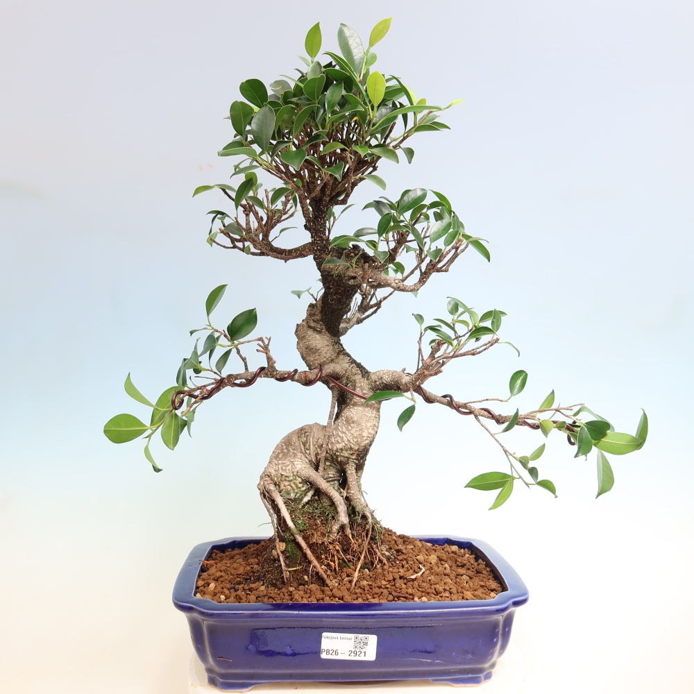 Pokój bonsai - Ficus kimmen - figowiec drobnolistny