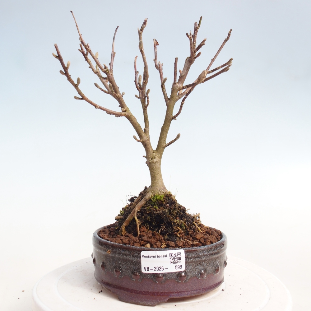 Bonsai na zewnątrz - Magnolia stellata