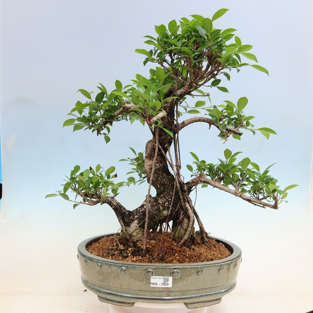 Pokój bonsai - Ficus kimmen - figowiec drobnolistny