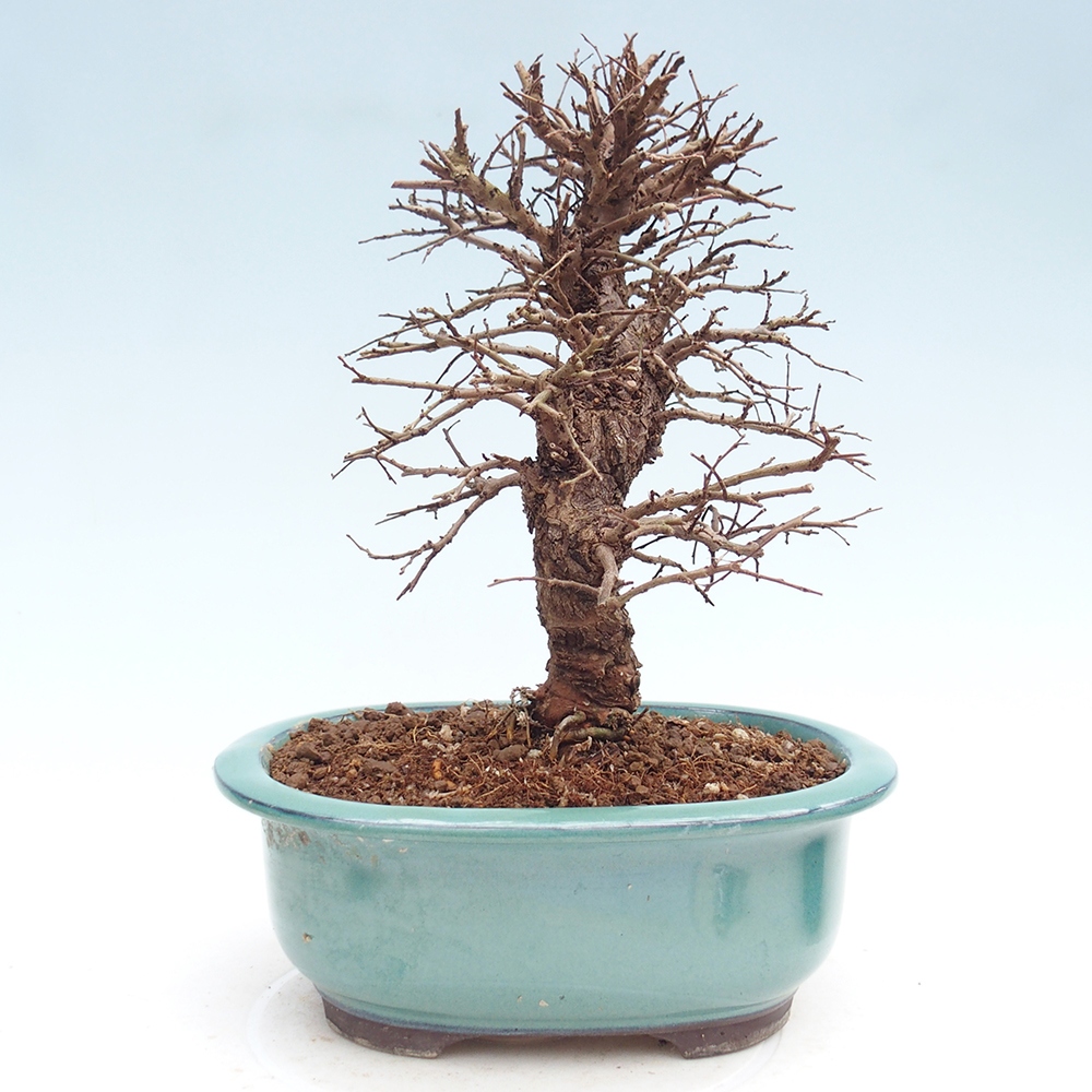 Bonsai zewnętrzne - Zelkova - Zelkova NIRE