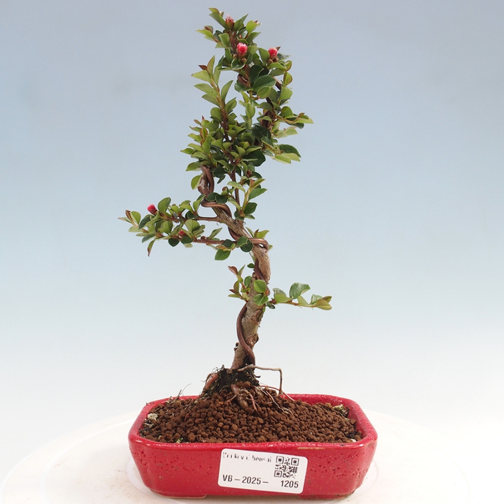 Odkryty bonsai-Cotoneaster poziomy - Skała