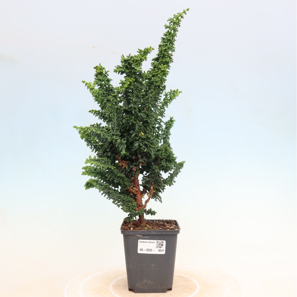 Bonsai zewnętrzne - Cham. obtusa SEKKA HINOKI - Cyprys